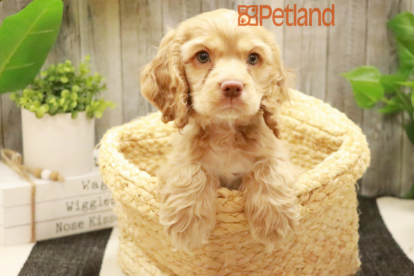 [#232109-03] Buff M Cocker Spaniel Puppies For Sale