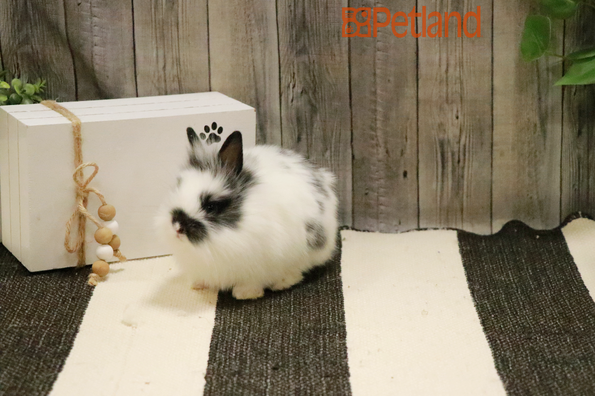 Lionhead-29110 Image #1