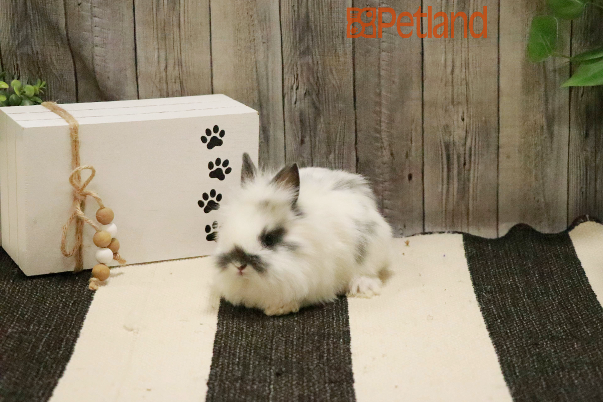 Lionhead-29111 Image #1