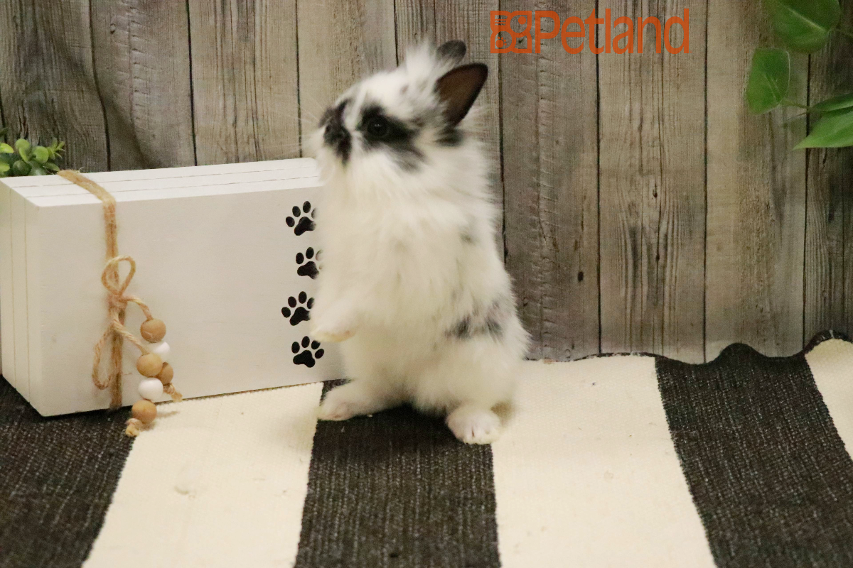 Lionhead-29112 Image #1