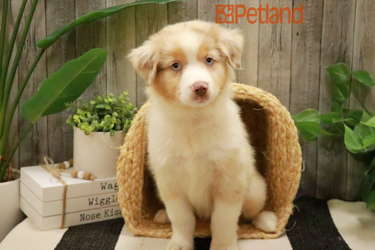 Miniature American Shepherd (M) 29137 Image #1