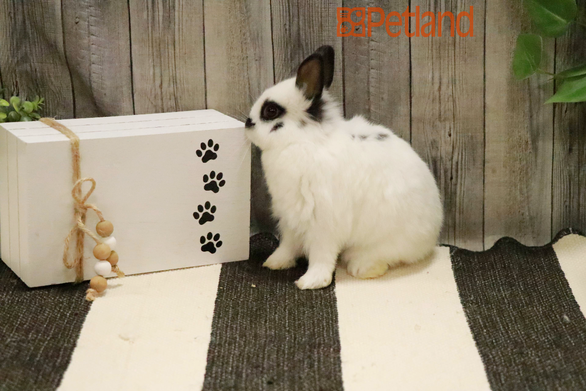 Netherland Dwarf-29115 Image #1