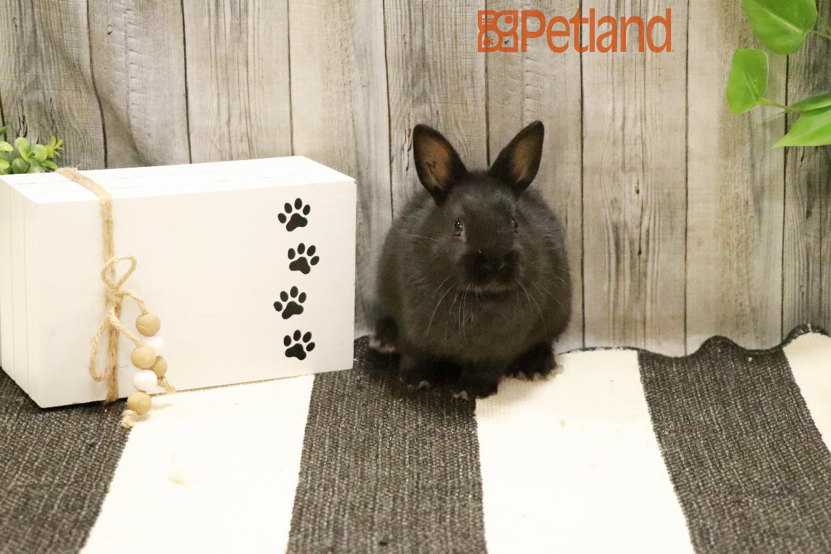 Netherland Dwarf-29116 Image #1