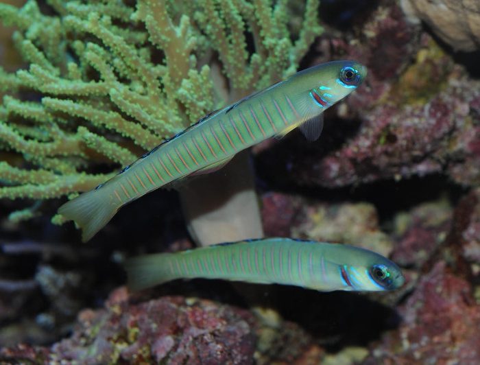 https://www.petlandracine.com/fish/bar-goby/