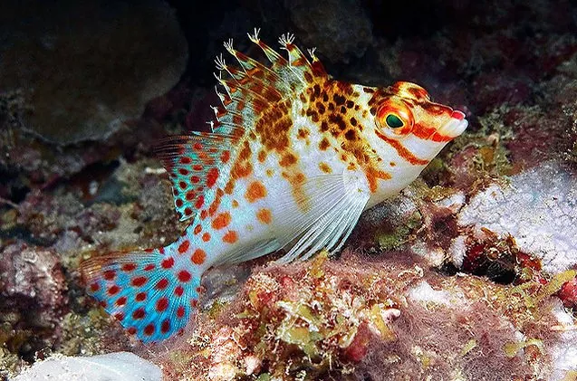 Hawkfish