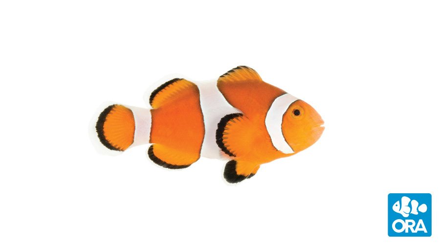 https://www.petlandracine.com/fish/ora-clownfish/