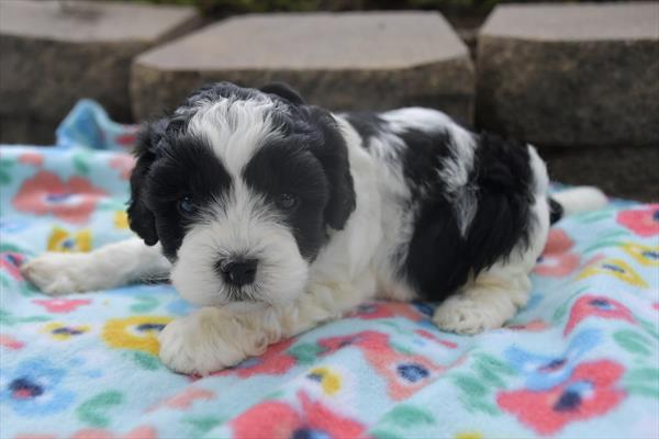 ShihPoo (M) 29168 Image #3