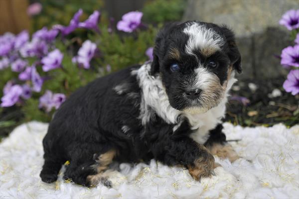 Bernedoodle Mini 2nd Gen (F) 29161 Image #3