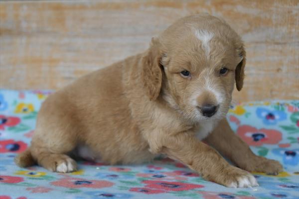 Goldendoodle Mini (M) 29166 Image #3