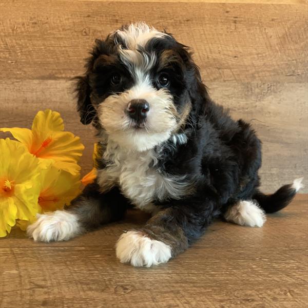 Bernedoodle Mini (M) 29164 Image #3