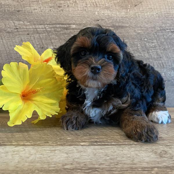 Yorkiepoo (F) 29186 Image #2
