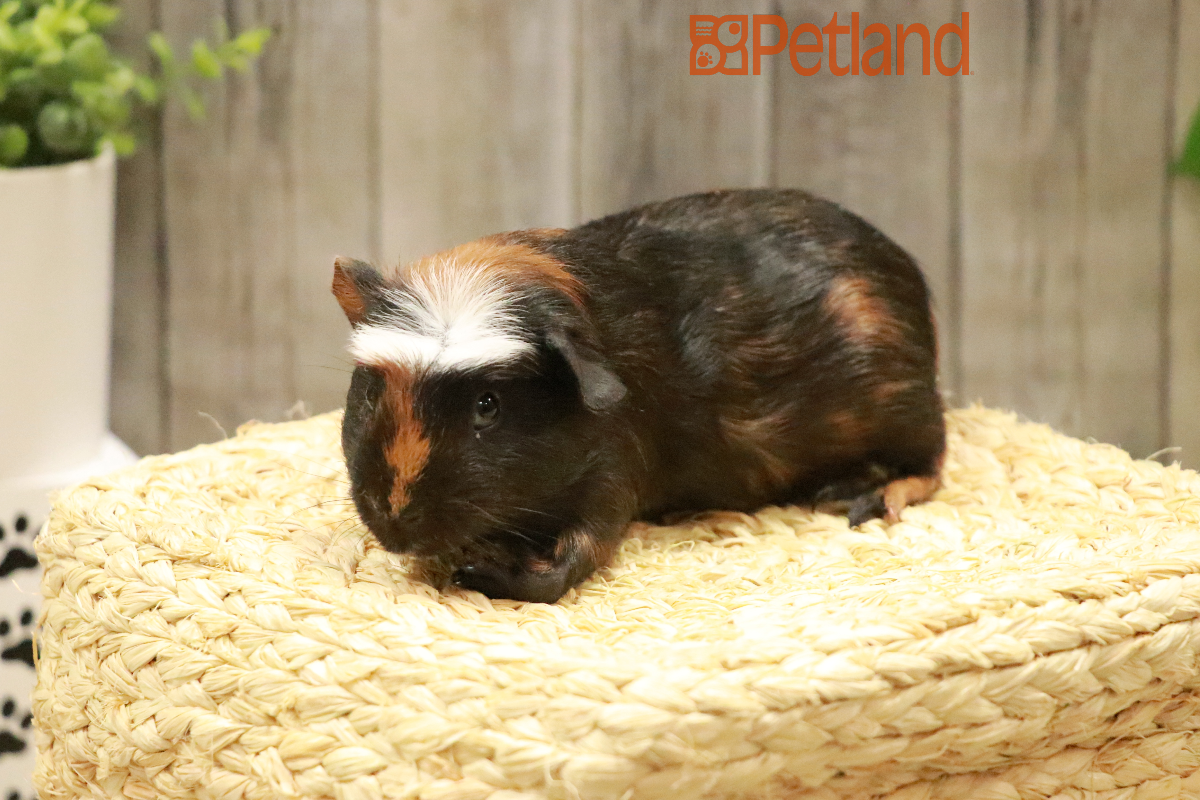 Crested Guinea Pig-29152 Image #1
