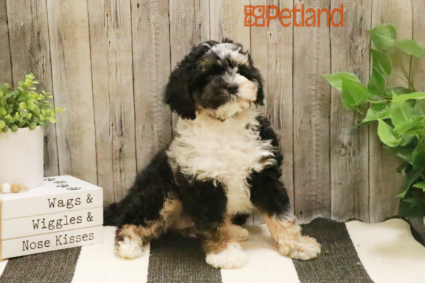 [#232084-04] Black Rust / White F Bernedoodle Mini 2nd Gen Puppies For Sale