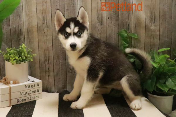 [#232097-07] Black / White F Siberian Husky Puppies For Sale