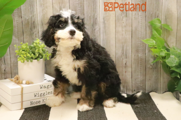 [#232114-01] Tri-Colored M Bernedoodle Mini Puppies For Sale