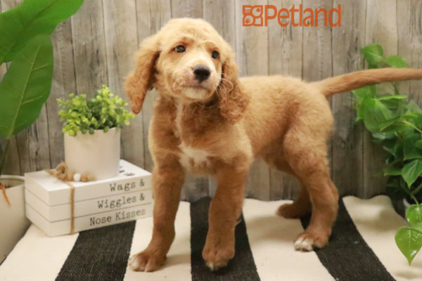 [#232137-03] Apricot M Goldendoodle Mini Puppies For Sale