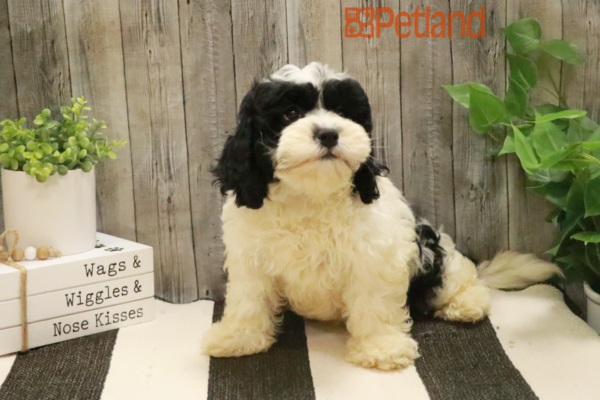 [#232176-03] Black / White M Shih Tzu Puppies For Sale