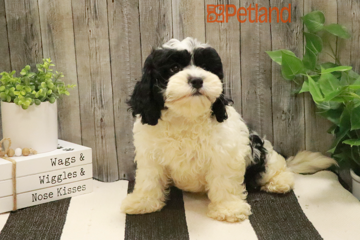 ShihPoo (M) 29168 Image #1