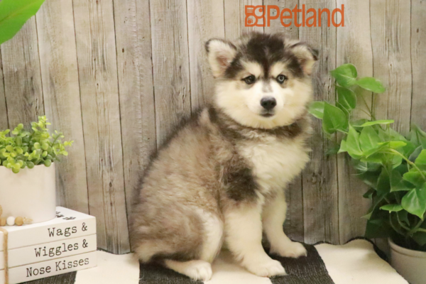 [#232293-03] Black / White F Huskimo Puppies For Sale