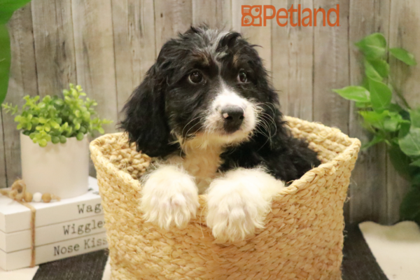 [#232348-02] Tri-Colored M Bernedoodle Puppies For Sale