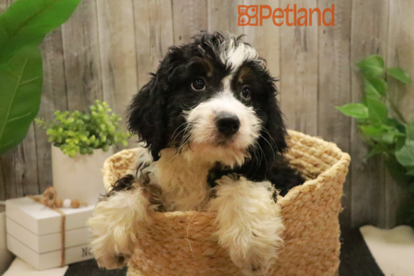 [#232348-03] Tri-Colored M Bernedoodle Puppies For Sale