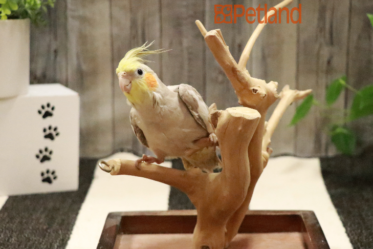 Cockatiel-29174 Image #1