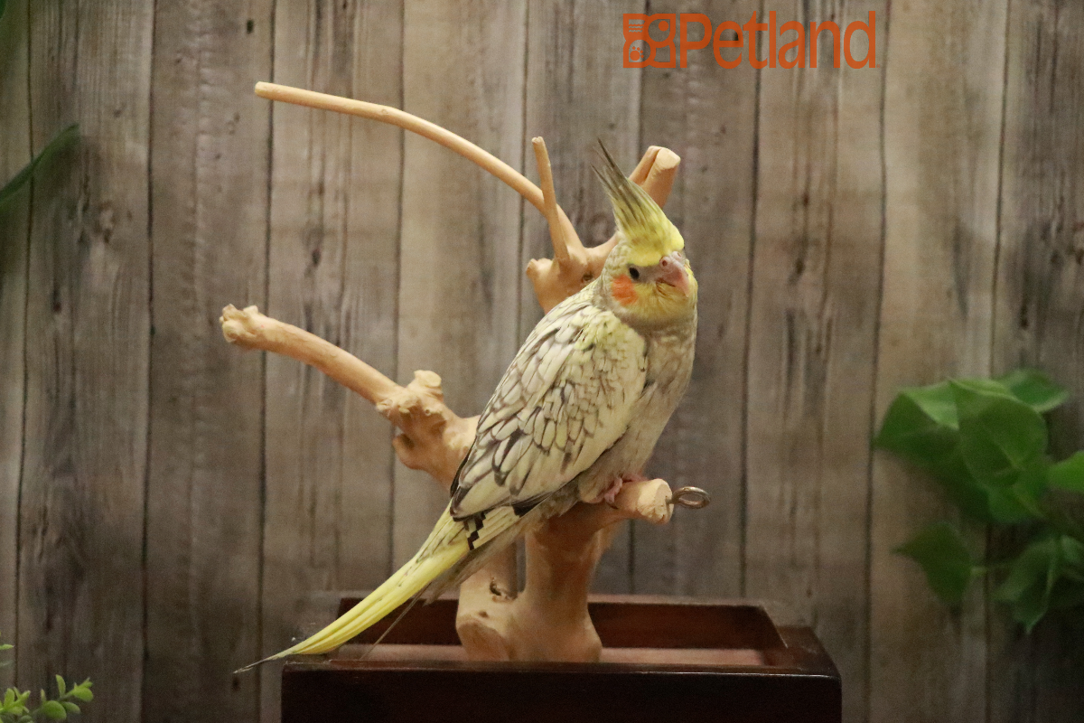 Cockatiel-29175 Image #1