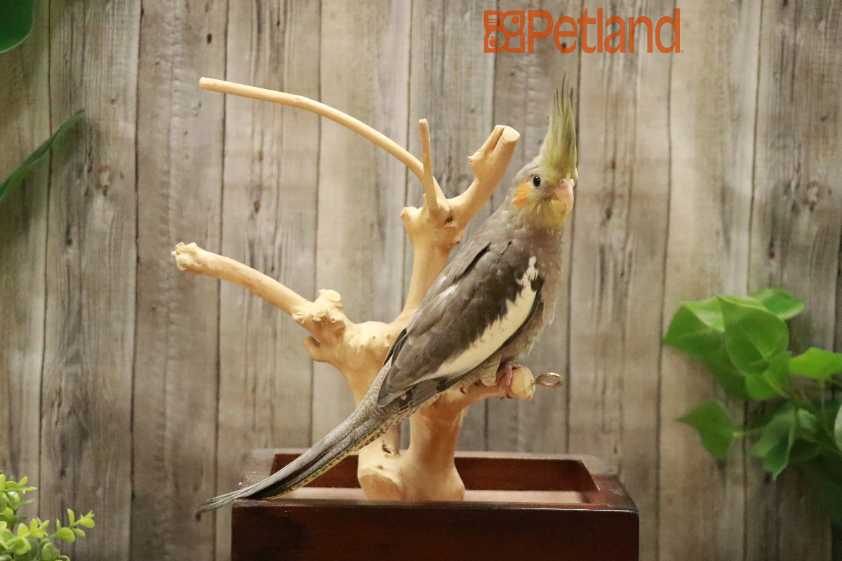 Cockatiel-29176 Image #1