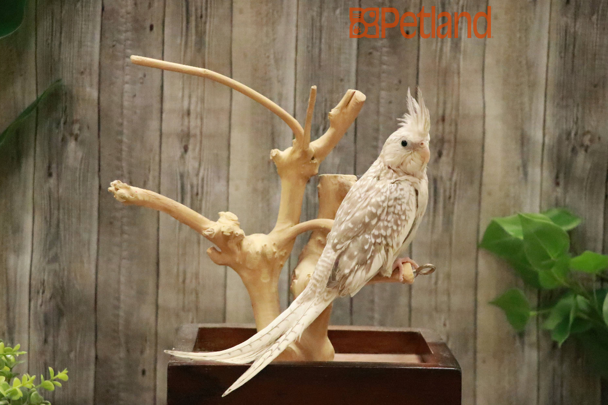 Cockatiel-29177 Image #1