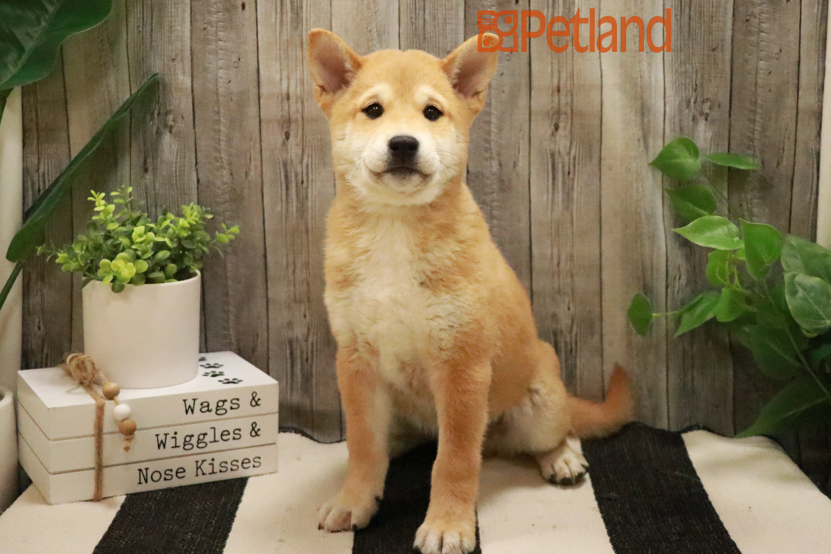 Shiba Inu (M) 29178 Image #1