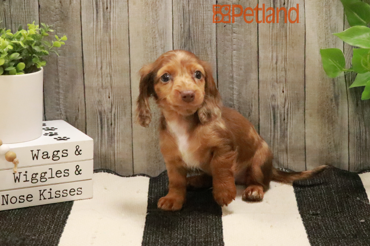 Dachshund (M) 29182 Image #1