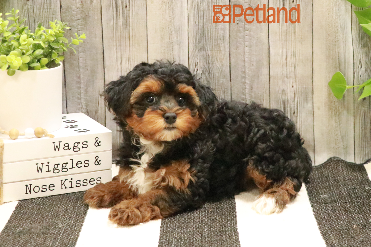 Yorkiepoo (F) 29186 Image #1