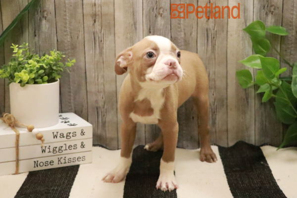 [#232266-08] Seal / White F Boston Terrier Puppies for Sale