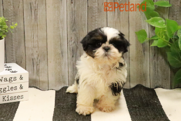 [#232322-02] Black / White F Shih Tzu Puppies for Sale