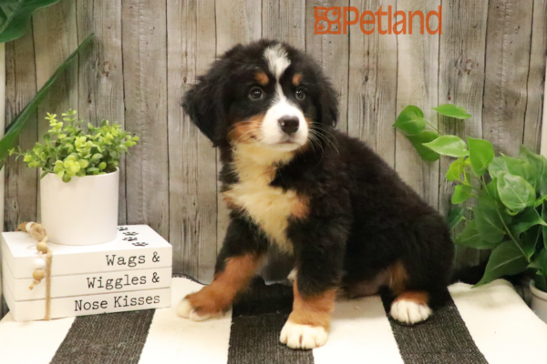 [#232353-04] Tri-Colored M Bernese Mountain Dog Puppies for Sale
