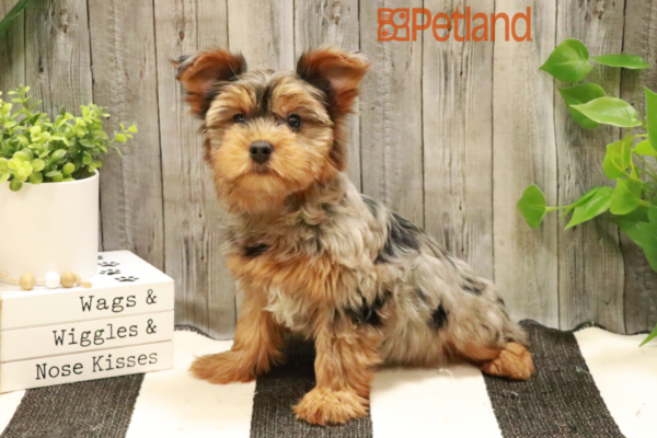 [#232421-07] Blue Merle F Yorkshire Terrier Puppies for Sale