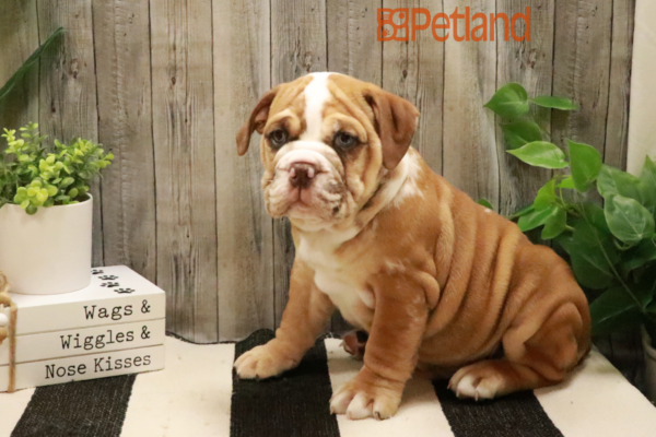 [#232544-02] Red / White M Bullmatian Puppies for Sale