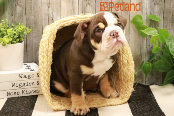 [#232546-05] Chocolate White Tan F Victorian Bulldog Puppies for Sale