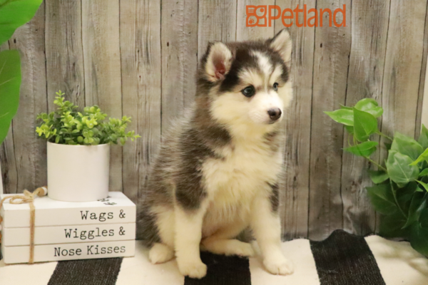 [#232207-08] Gray / White F Pomsky Puppies for Sale