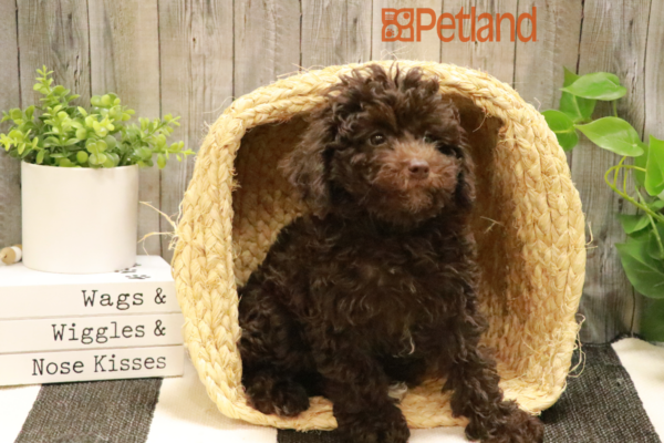 [#232230-03] Chocolate / White M Schnoodle Puppies for Sale