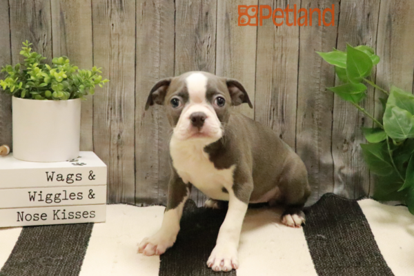 [#232266-07] Blue / White F Boston Terrier Puppies for Sale