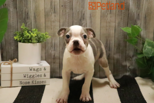 [#232267-01] Blue Merle M Boston Terrier Puppies for Sale