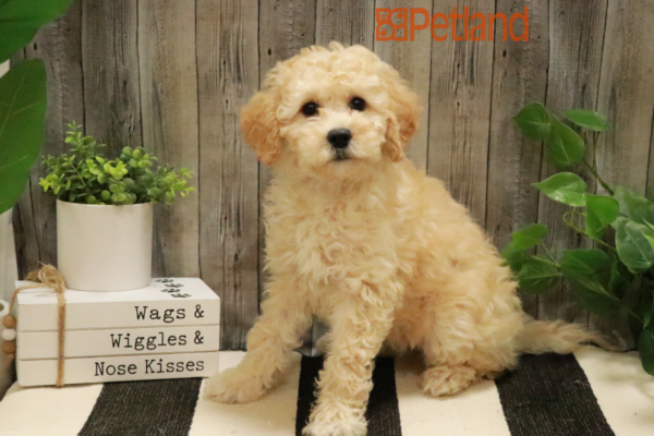 [#232281-03] Brown F Bichapoo Puppies for Sale