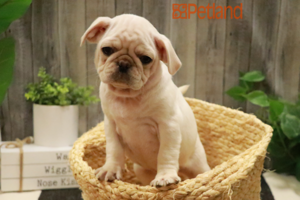 [#232306-02] Gray M Pug Puppies for Sale