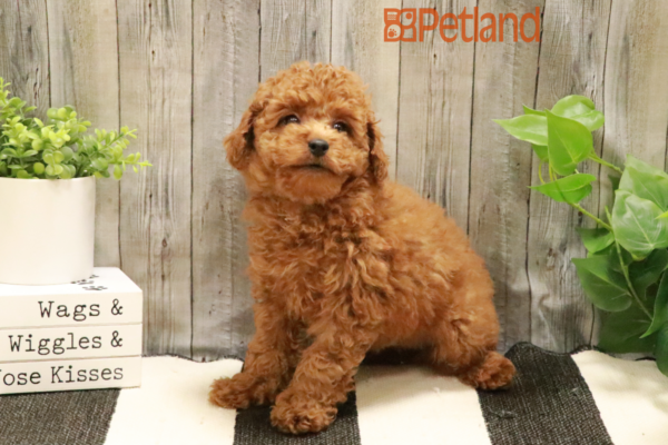 [#232315-01] Dark Red M Poodle Puppies for Sale