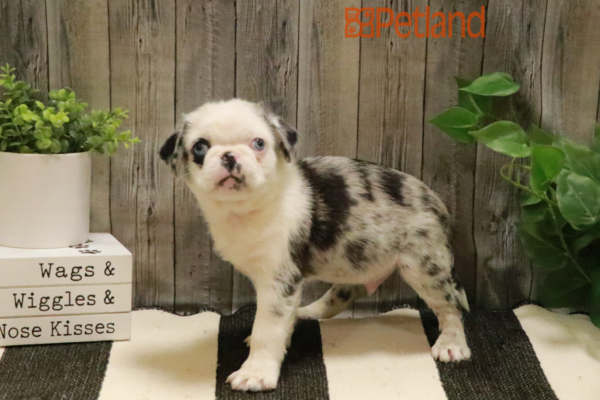 [#232317-01] White Merle M Pug Puppies for Sale