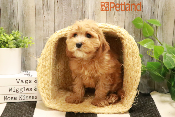 [#232332-03] Red M Cavapoo Puppies for Sale