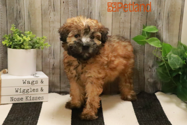 [#232347-03] Wheaten F Soft Coated Wheaten Terrier Puppies for Sale