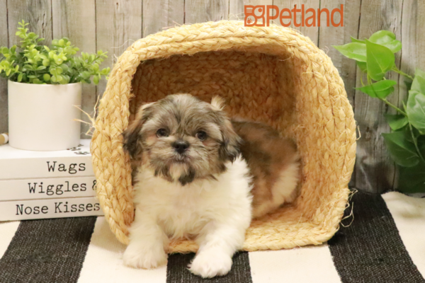 [#232407-03] White / Brown M Shih Tzu Puppies for Sale