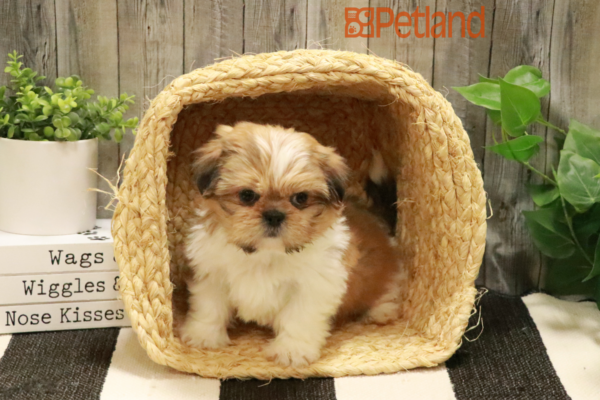 [#232407-06] White / Red F Shih Tzu Puppies for Sale